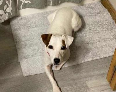 Izzy - Jack Russell Terrier Female Dog for Adoption