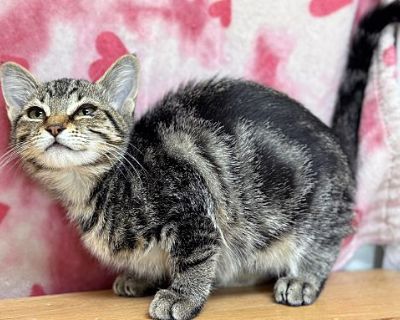 Honeydew - Tabby Female Cat for Adoption