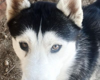 Zeus - Siberian Husky Male Dog for Adoption