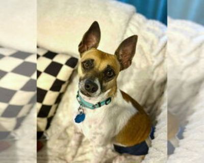 Adult * Location Arlington, VA, 22204 USA USA *. Dog Breed: Jack Russell Terrier / Mixed (short coat). Meet Jack! This sweet boy was found running as a stray in a known dumping area, but thanks to a Good Samaritan, he s now safe with Worthy Dog. Jack quickly proved himself to be a happy, affectionate pup who adjusted quickly to home life. Jack is currently being fostered by Jennifer and their t...