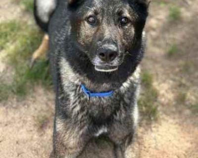 Vander - German Shepherd Dog Male Dog for Adoption