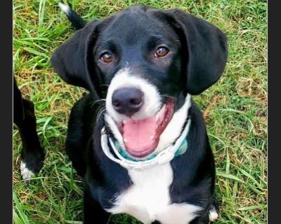 Protector, keeps kennel clean. Very smart and understands commands well. Loves to chew on sticks and hang out in the yard. She knows basic commands: Sit, kennel, home, go