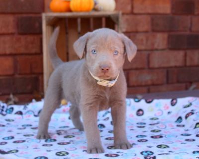 Duke is a playful and sweet Silver Labrador Retriever puppy who could be yours! This lovely pup is socialized, family raised, and ready to meet you. Duke has been seen by a vet and is up to date on shots and de-wormer. He also comes home with a health guarantee provided by the breeder.. Gender: Male Sire: Stormy (Silver Labrador Retriever) Dam: Twila's Princess (Silver Labrador Retriever) DOB: ...
