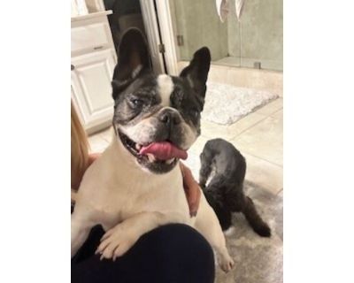 Ruby - French Bulldog/Mixed Breed (Medium) Mix Female Dog for Adoption