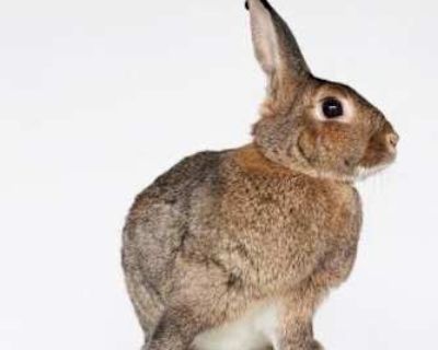 We are a truly "Lucky Bunnies!" We are looking for a loving home. In return we will give you kisses, love, and bring you lots of luck. This is our story. . . . . Chip and Honey were rescued from Santee Alley, LA Garment District where we were being bred and sold illegally at a mere 8 21 days old. Babies are supposed to stay with their mothers for at least 8 weeks. When taken from our mother, ou...