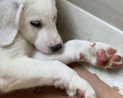 Gorgeous puppies available for their forever homes!
Mama is an Anatolian Shepherd and Dad is an Alabai. Born Dec 26, 22
Puppies are vaccinated and dewormed.
Call or text for all further information. Emails don’t get responded. 3606007189
Re homing fee 850 
Pick up in Battle Ground