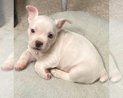 Blaze - French Bulldog-Rat Terrier Mix Male Puppy for Sale