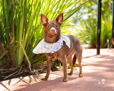 Scooby - Miniature Pinscher Male Dog for Adoption