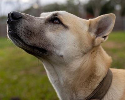 Jules Bordet English - Shepherd & Labrador Retriever Mix Male Dog for Adoption