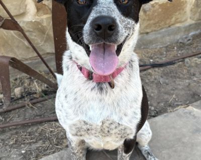 Lory - Australian Cattle Dog / Blue Heeler & German Shorthaired Pointer Mix Female Dog for Adoption