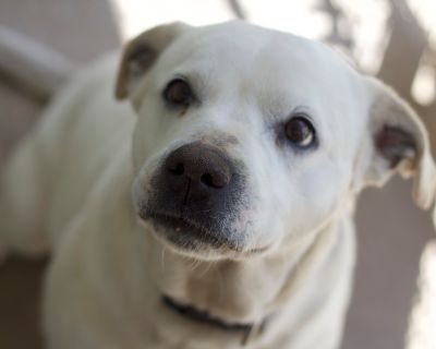 Pebbles - American Bulldog Mix Female Dog for Adoption