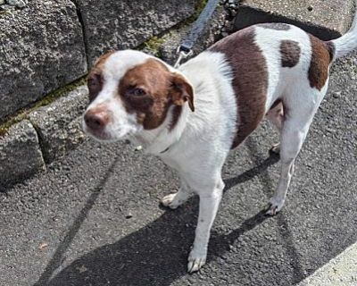 Jojo - Jack Russell Terrier/Chihuahua Mix Male Dog for Adoption