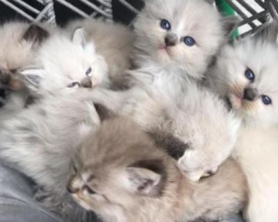 Show potential. Not registered. Sweet babies ready for new homes, will come with first shots and be are comfortable being held and cuddled. Various colors, mink lynx points, blue points, blue minks, seal point as well. Very fluffy and gorgeous!. Sweet babies ready for new homes, will come with first shots and be are comfortable being held and cuddled. Various colors, mink lynx points, blue poin...