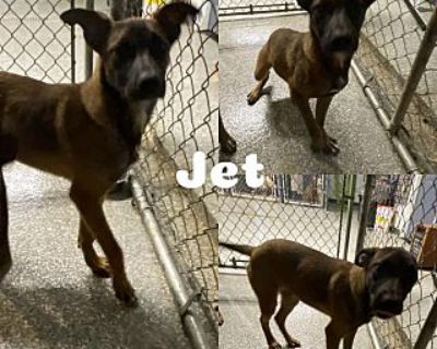 Jet - German Shepherd Dog Male Puppy for Adoption