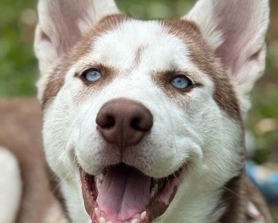 Meet Paris! This 16-week-old bundle of energy is playful, loving, and full of puppy enthusiasm. Once she's gotten her wiggles out, she loves to curl up for cuddles and soak up attention from her people. Paris is still very much a puppy and will need all the basics-house training, crate training, and continued socialization with people and other dogs. She's never been left alone before and can g...