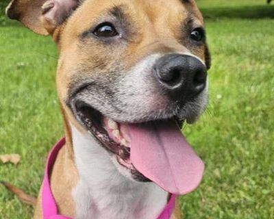 Marnie - American Pit Bull Terrier Female Dog for Adoption