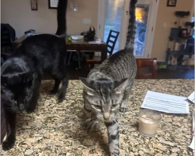 Shadow - Male Kitten Domestic Cat for Adoption