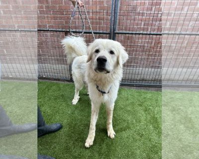 Beary White - Great Pyrenees Male Adult Dog for Adoption