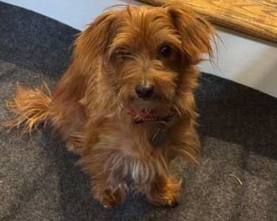 Ginger - Yorkie, Yorkshire Terrier Female Dog for Adoption
