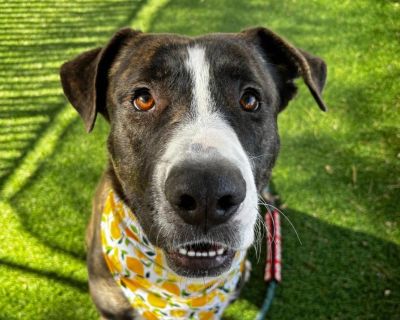 ZANE - English Pointer & Labrador Retriever Mix Male Dog for Adoption