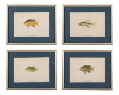 A Set of Four Fish Prints
