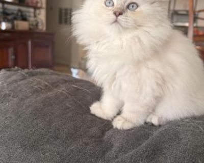 Household pet. Not registered. Kitten comes with first round of shots. Beautiful, fluffy, Ragdoll kitten, a little bundle of joy with soft, silky fur and striking blue eyes with just the sweetest disposition. She is cuddly, gentle and the perfect floppy girl.