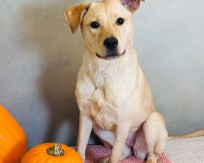 Young. Tan/yellow/fawn. Hair: short. Adoption process $75 Adoption fee. Pre-Adoption Application required before adoption is processed. We reserve the right to refuse an application Shelter location Hours Tuesday- Saturday 10 a.m. - 6 p.m. Sunday Closed Monday Closed