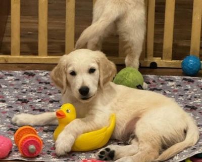 Golden retriever puppies