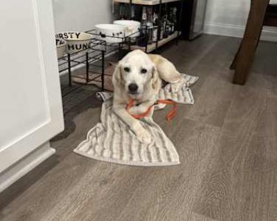 Daisy - Labrador Retriever Female Dog for Adoption