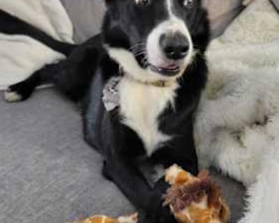 Shadow - Border Collie Male Dog for Adoption