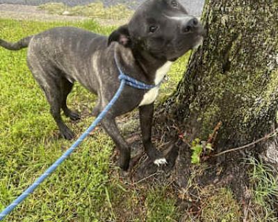 Rafiki - American Bulldog/American Bulldog Mix Male Puppy for Adoption