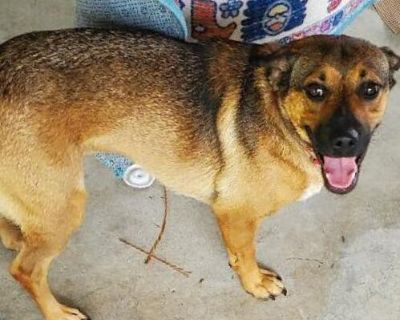 Lucy (Tripod) - German Shepherd Dog Mix Female Dog for Adoption