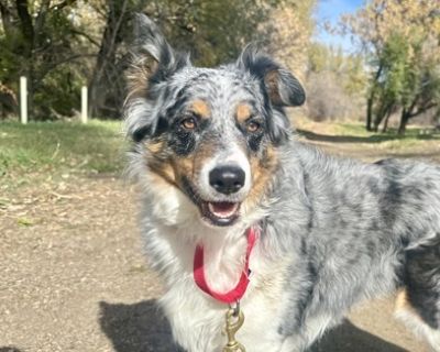 Annie - Australian Shepherd Mix Female Dog for Adoption