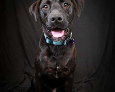 Thoren Mace - Labrador Retriever/Mixed Breed (Large) Mix Male Dog for Adoption