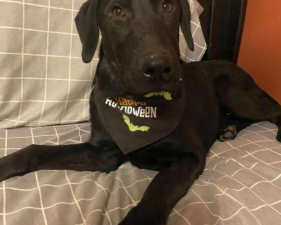 Johnny is a perfect labrador retriever that is 6 m old. He is crate trained and potty trained great with other dogs and kids.. Adult Male Medium