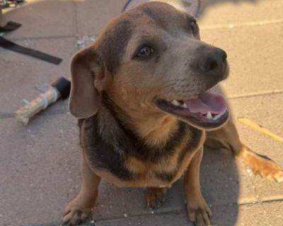 Raider Girl - Dachshund/Terrier (Unknown Type, Small) Mix Female Dog for Adoption