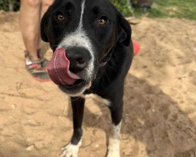 Young. Black - with white. Microchipped. Looking for a new playmate for your furry friend? Look no further than Blake Richard! This guy loves to play with dogs of all shapes and sizes. He's a friendly fella who loves nothing more than spending time with his favorite people. He loves going on walks (he is working on his leash skills) and playing with toys. Blake is quiet, sweet, and good at list...