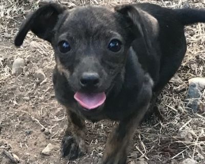 Stevie - Chihuahua Male Puppy for Adoption