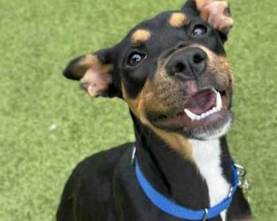 Nala - Shepherd (Unknown Type)/Terrier (Unknown Type, Medium) Mix Female Puppy for Adoption