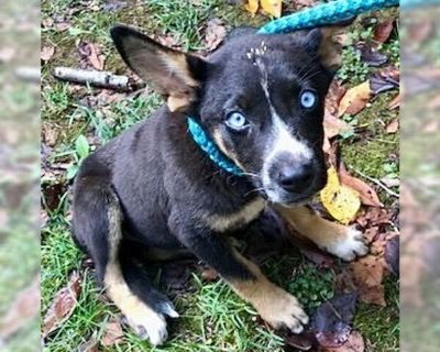 Bluey - Australian Kelpie Mix Female Puppy for Adoption