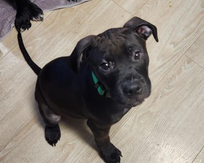 Magnum - Black Labrador Retriever Mix Male Puppy for Adoption