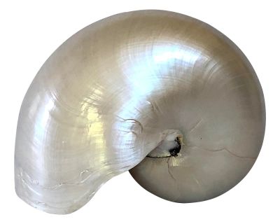 Pearlized Nautilus Shell