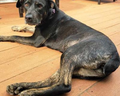 Bindi - Labrador Retriever/Mixed Breed (Medium) Mix Female Dog for Adoption