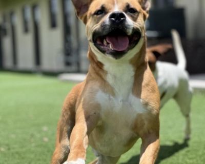 Rocky - Boxer Mix Male Dog for Adoption