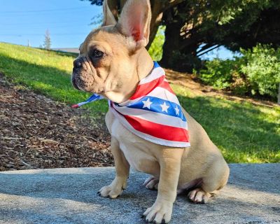 1 Male French Bulldog Puppy for Sale