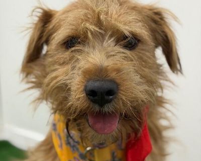 Exciting News: This adorable pup will be at an adoption event near you! Check our website: https://AmazingDogsRescue.org/dogs/ Or call 888.508.8943 (Monday to Sunday, 8 AM to 8 PM).. Out-of-town pets are cared for by non-local organizations who can make arrangements for the pet to be transported to your area. Learn More. Young Male Medium Brown / Chocolate , White / Cream