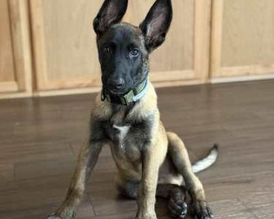 Yoda - Located in Florida - Belgian Malinois Dog for Adoption