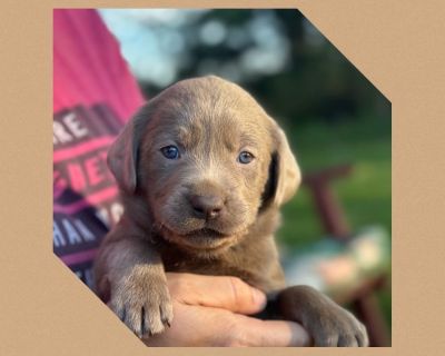 4 Male and 6 Female Labrador Retriever Puppies for Sale