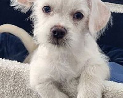 Clyde - Terrier (Unknown Type, Medium)/Chihuahua Mix Male Puppy for Adoption