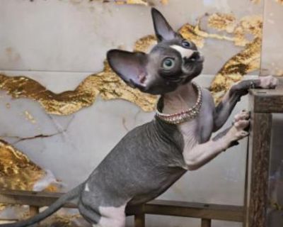 Household pet. Vaccinated. Registered. Each kitten leaves our home with lots of love and care. They will come: ???? with their first vaccination ???? dewormed and vet-checked ???? contract ???? along with a cozy blanket carrying mom s scent ???? and a small starter pack of dry & wet food ????. ???? Meet our little star a charming Sphynx boy! ???? Born on September 1st, this sweet boy is full of...